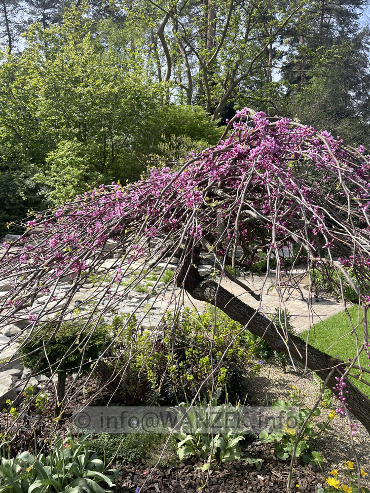 Cercis canadensis Lavender Twist 02.jpeg